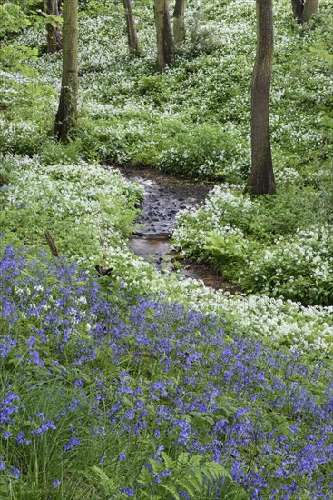 Common bluebell