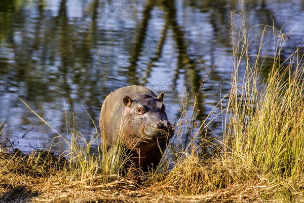 Young hippo