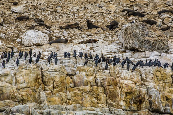 Bird colony with cormorants