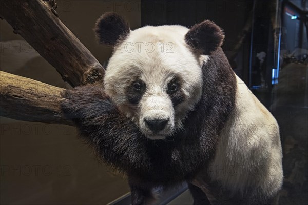 Praeparat des Bao Bao aus dem Berliner Zoo