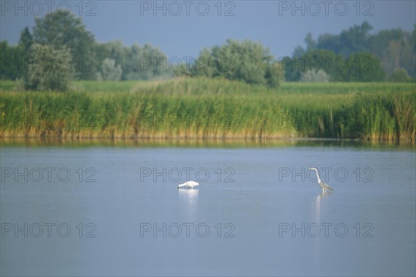 Lakescape with spoonbill and grey heron in Seewinkel