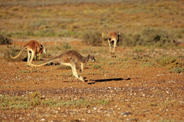 Red Kangaroo