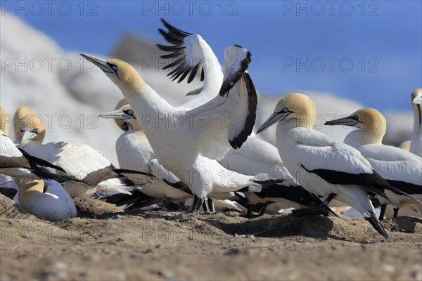 Cape Gannet