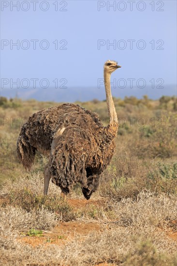 South african ostrich