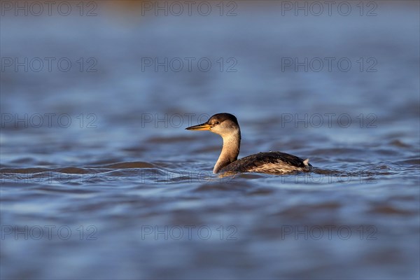 Red-necked Grebe