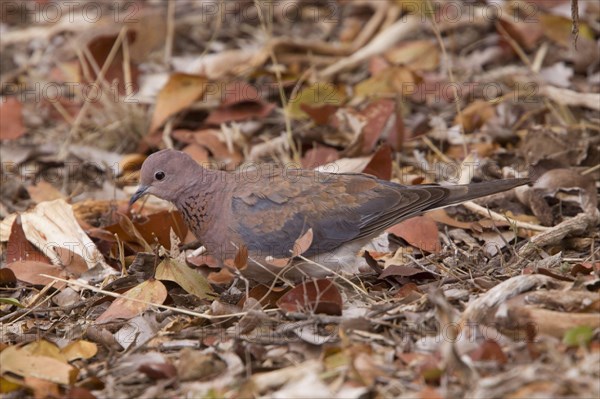 Palm Dove