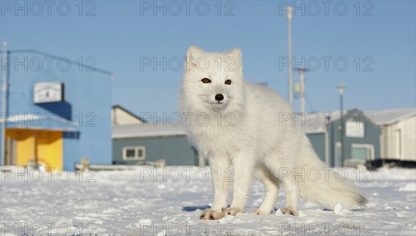 Arctic foxes