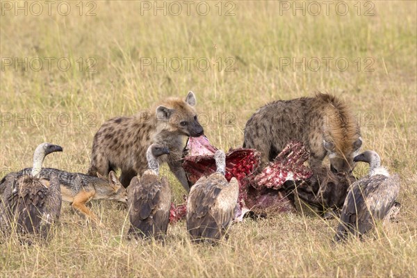 Spotted hyena