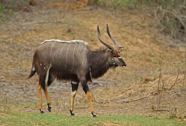 Nyala