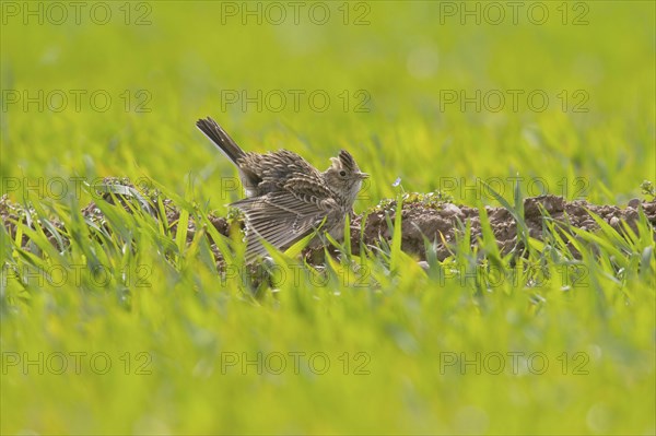 Eurasian skylark