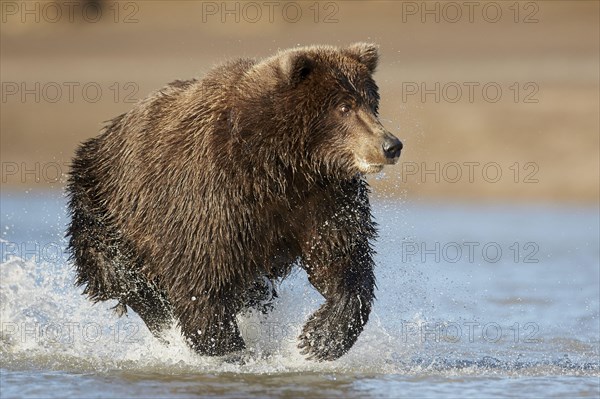 Grizzly bear