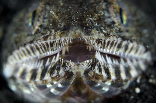 Slender Lizardfish