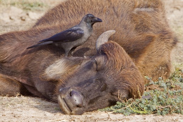 House crow looking for ticks on a cow