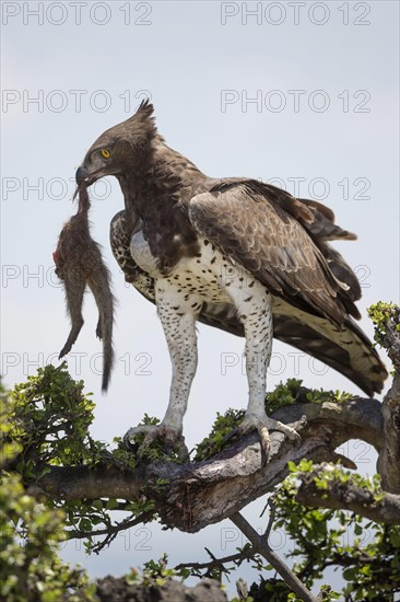 Martial eagle