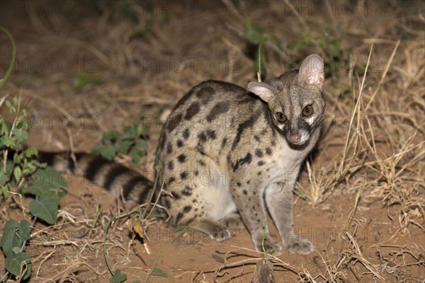 Rusty-spotted Genet adult