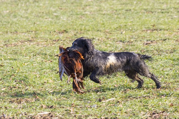 Cocker spaniel