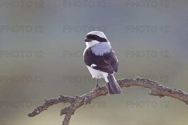 Grey-backed Fiscal