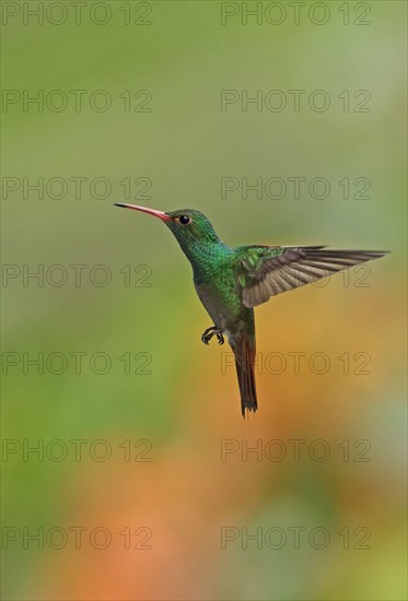 Rufous-tailed Hummingbird