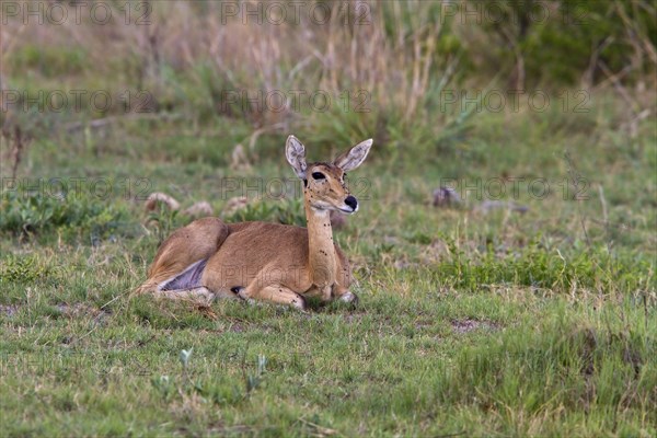 Large Reedbuck