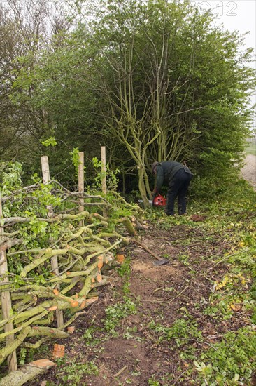 Badger Walker lays a hedge in traditional Derbyshire style with wooden stakes