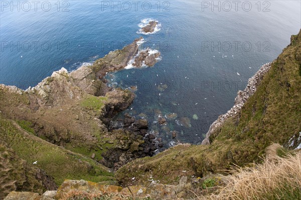 Colony of northern gannet