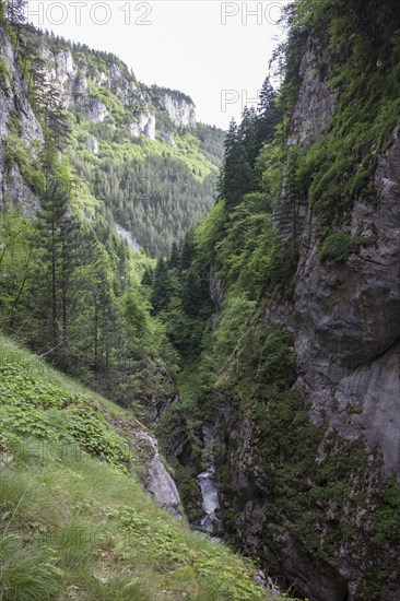 Wallcreeper nesting habitat in the Trigrad Gorge