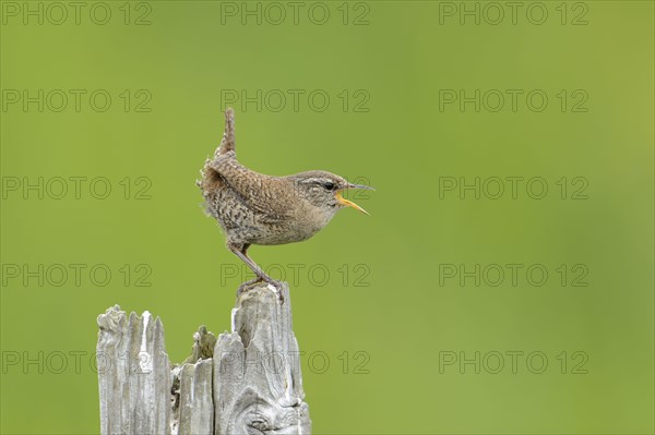 Shetland wren