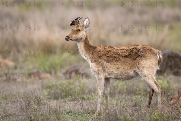 Swamp Deer