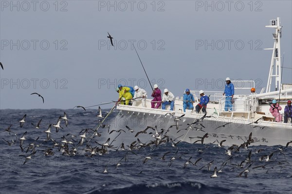 White-faced Shearwater