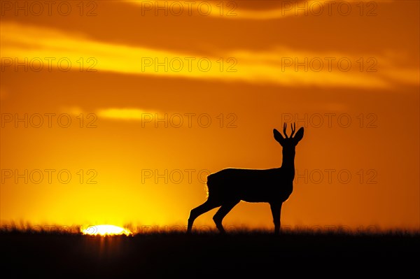 Western Roe Deer