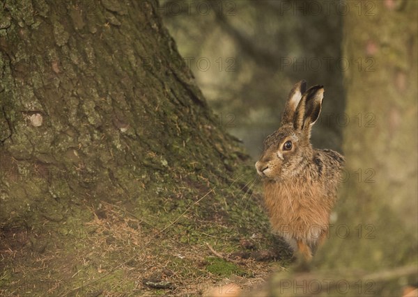 European Hare