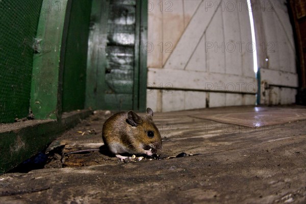 Wood Mouse