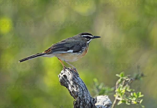 Eastern Bearded Scrub-robin