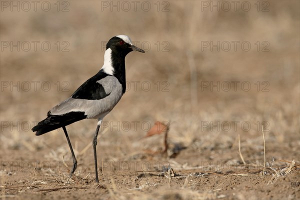 Blacksmith Plover