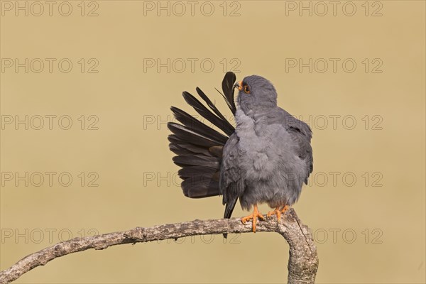 Red-footed Falcon