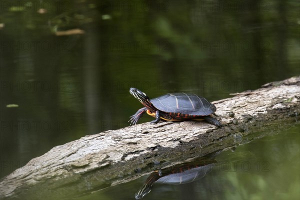 Eastern Painted Turtle