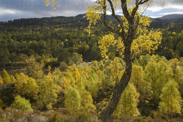 Warty birch