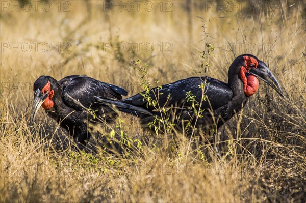 Southern ground hornbill