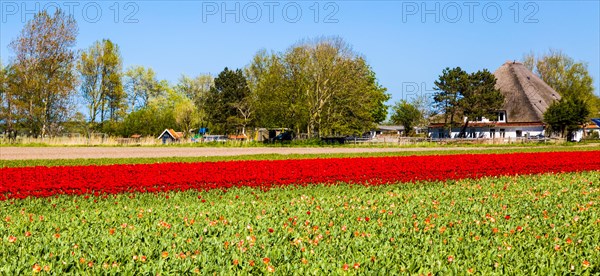 Flowering tulip fields