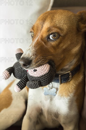 Mixed terrier puppy dog biting her toy