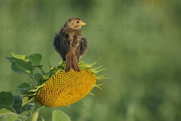 Corn Bunting