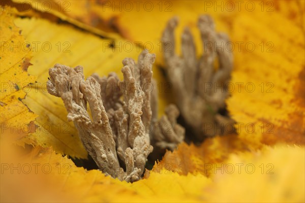 (Clavulina) with autumn with leaves in Eppstein, Taunus, Hesse, Germany, Europe