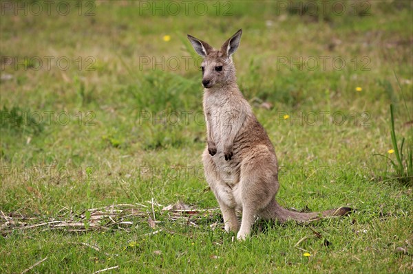 Eastern grey kangaroo