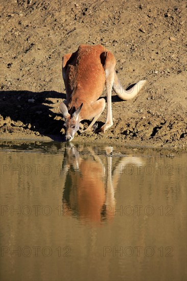 Red kangaroo