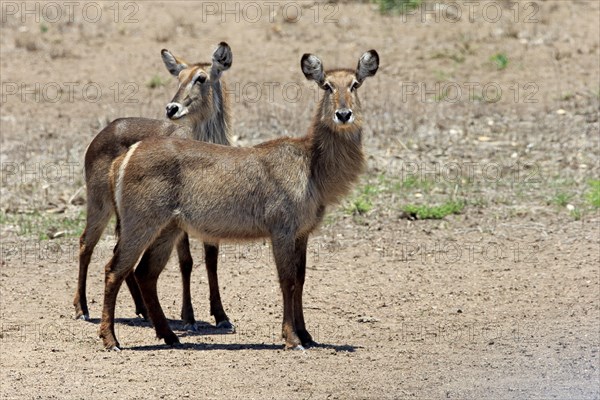 Common Waterbuck