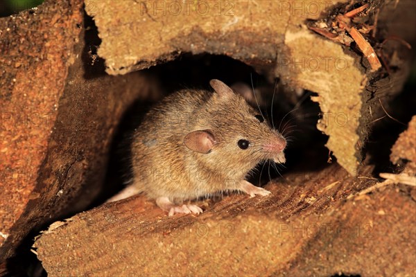 House Mouse