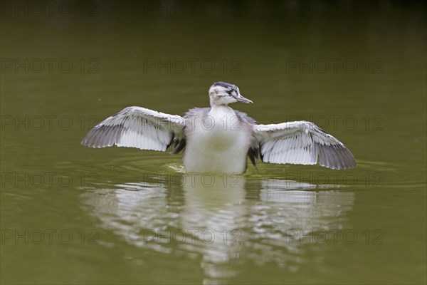 Great Crested Grebe