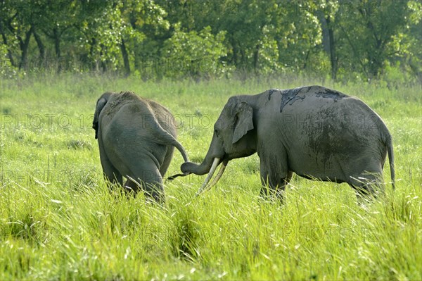 Asian indian elephant