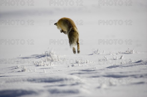 American red fox