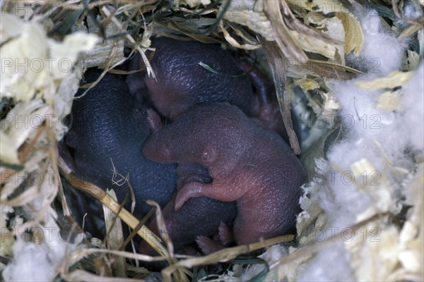 Forest shrew